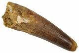 Fossil Spinosaurus Tooth - Real Dinosaur Tooth #346811-1